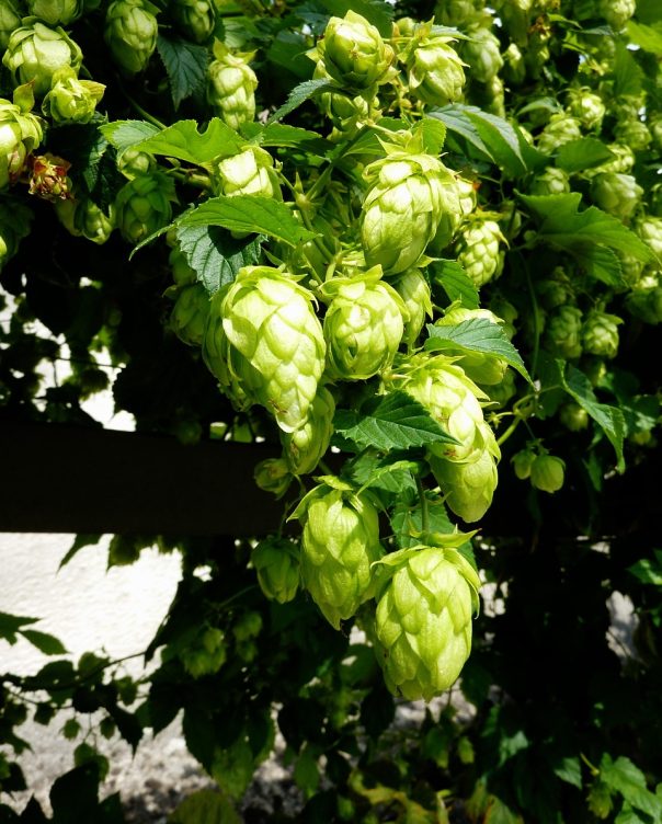 Hopfen am Strauch